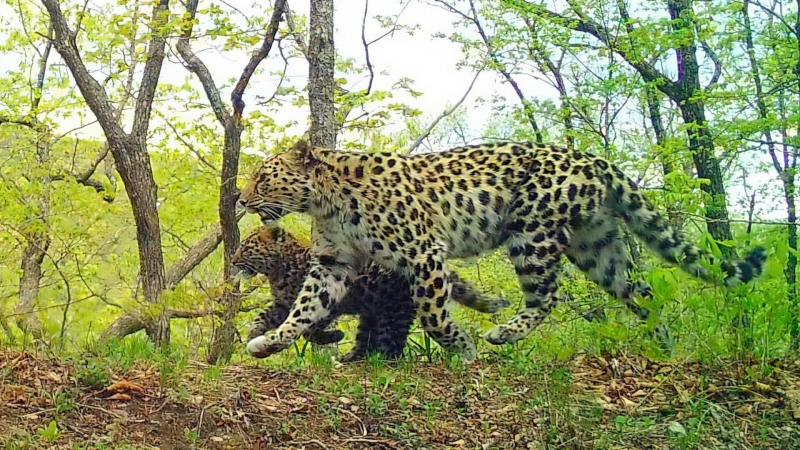 Первую в России природную колонию редких летучих мышей нашли в Приморье