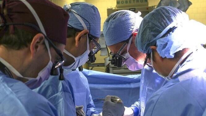 Китайские ученые пересадили макаке почку ГМО-свиньи