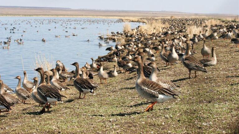 Предвестники глобальных изменений. Животные и птицы подают сигналы