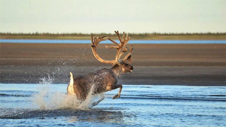 Предвестники глобальных изменений. Животные и птицы подают сигналы