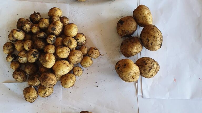 В России нашли новый способ защиты картофеля от болезней