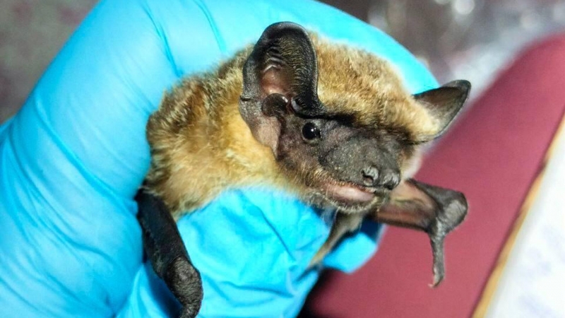 Первую в России природную колонию редких летучих мышей нашли в Приморье