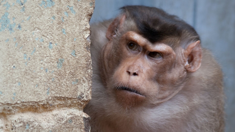 Китайские ученые пересадили макаке почку ГМО-свиньи