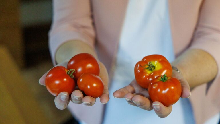 В Сибири создали сложный свет для выращивания помидоров на Крайнем Севере
