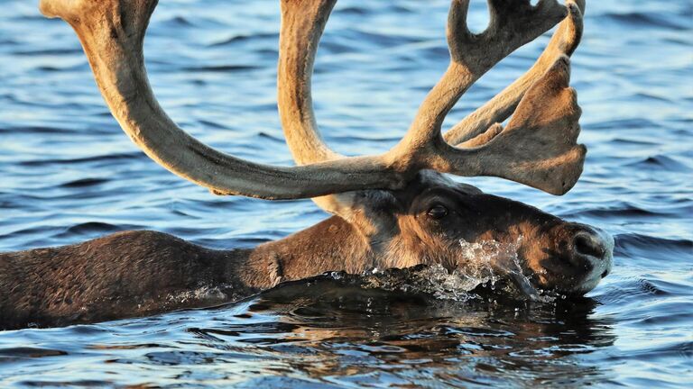 Предвестники глобальных изменений. Животные и птицы подают сигналы