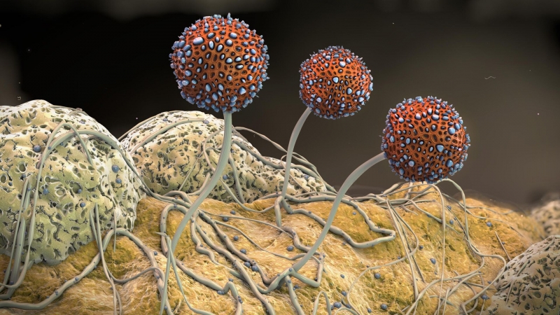 Ученые узнали, как микрогриб губит почву