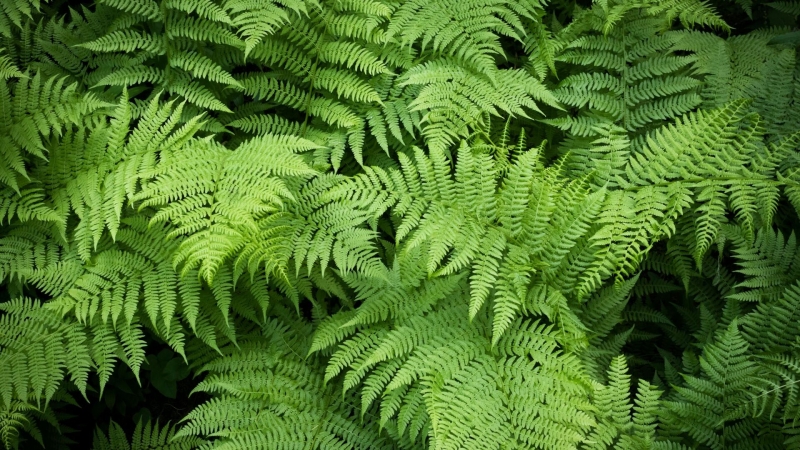 Ученые узнали, как микрогриб губит почву