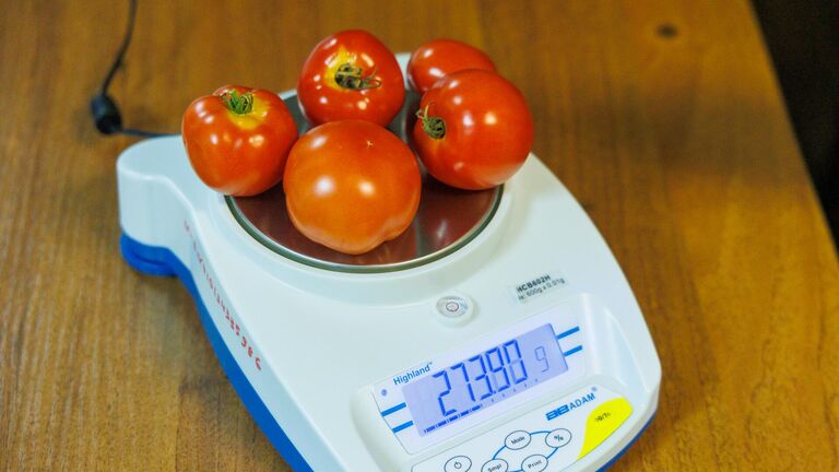 В Сибири создали сложный свет для выращивания помидоров на Крайнем Севере