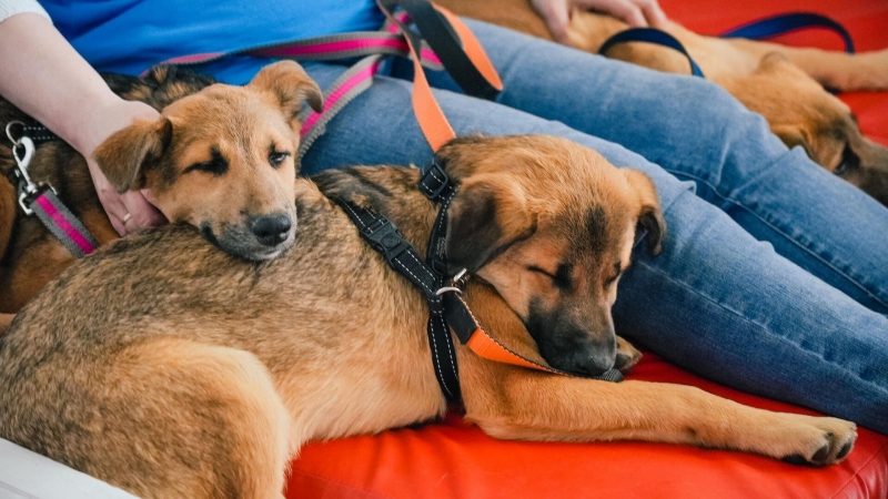 Ученые выявили три типа хозяев собак в зависимости от отношения к питомцу