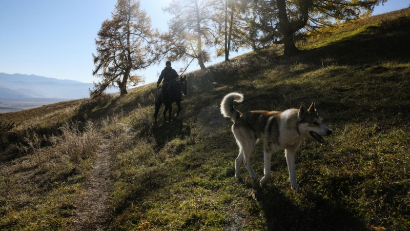 Ученые выявили три типа хозяев собак в зависимости от отношения к питомцу
