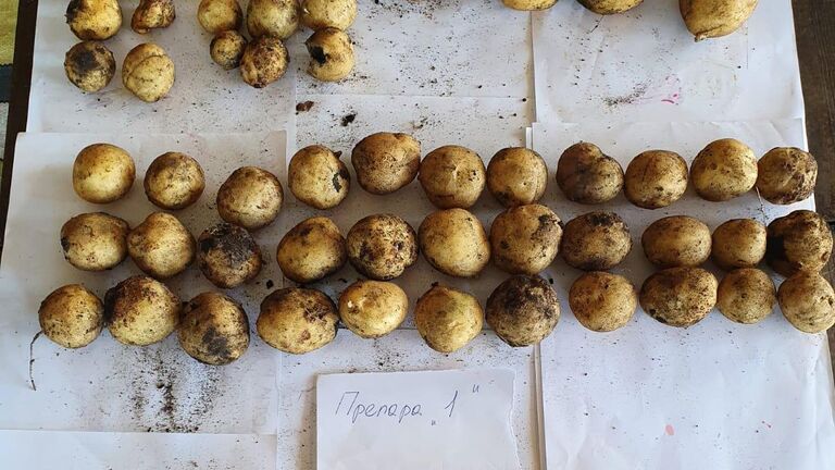 В России нашли новый способ защиты картофеля от болезней