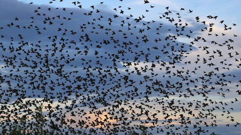 Предвестники глобальных изменений. Животные и птицы подают сигналы
