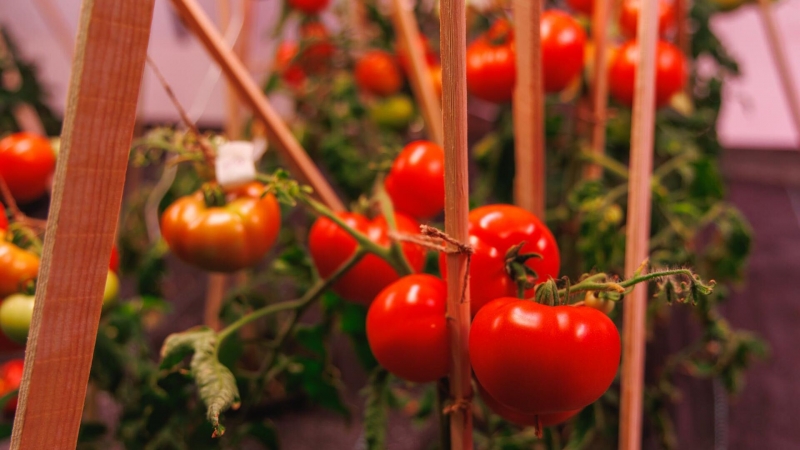 В Сибири создали "съедобную губку" для очистки Арктики от разливов нефти