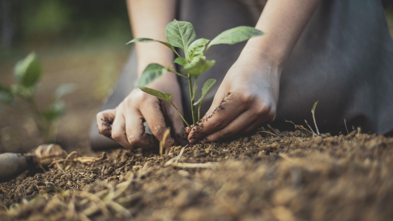 Ученые предложили способ сделать лекарственные растения безопасными