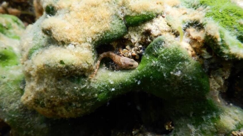 Российские ученые нашли новый вид уникальных водорослей на Байкале