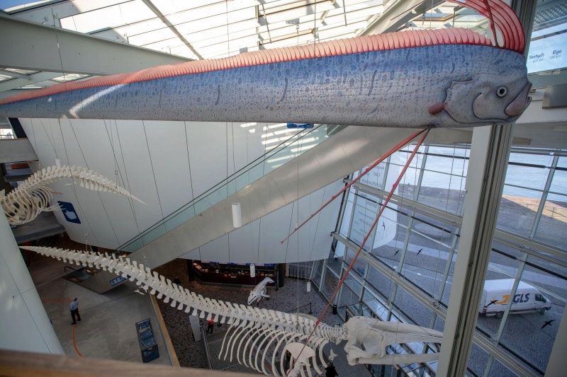 Плохая примета подтверждается: найден живой предвестник Судного дня