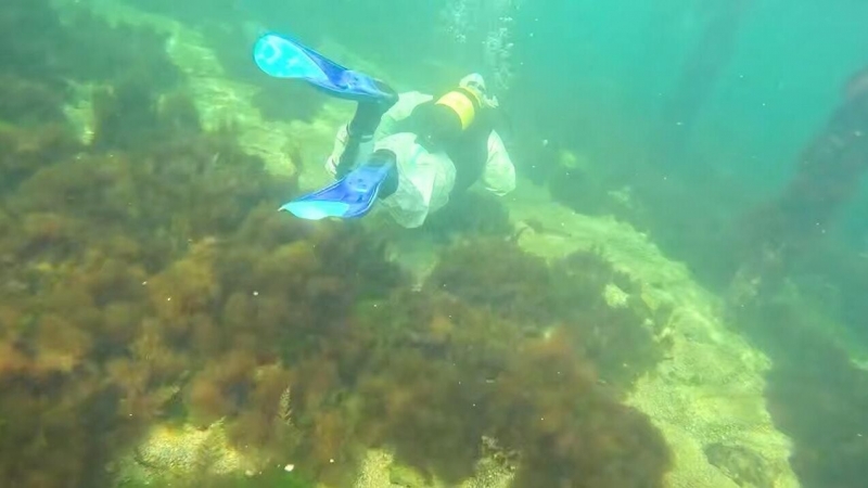 Разлив мазута в Анапе. Какие решения предлагают российские ученые