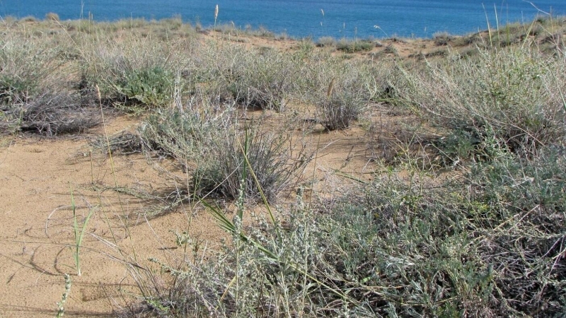 Ученые обнаружили в Евразии три неизвестных ранее вида растений