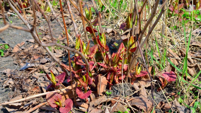 Российские ученые нашли пользу в разрушающем асфальт сорняке