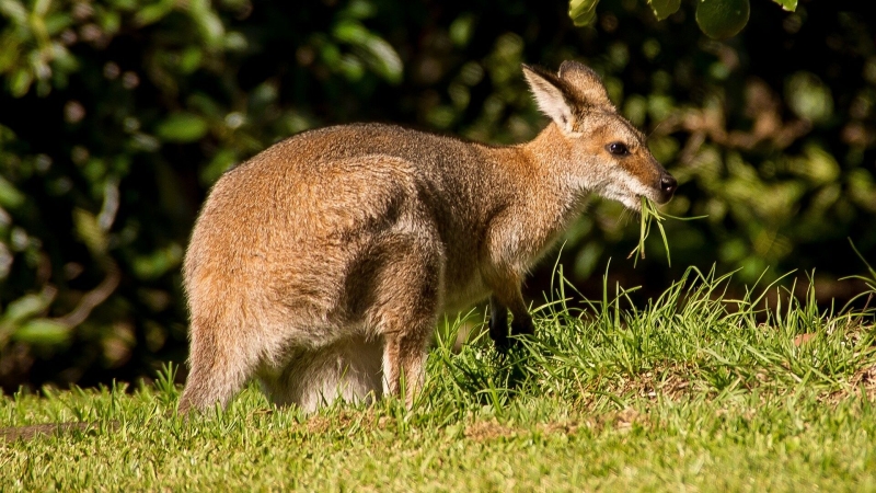 В Австралии вырастили первый в мире эмбрион кенгуру с помощью ЭКО