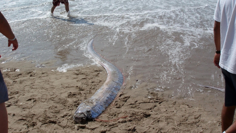 Плохая примета подтверждается: найден живой предвестник Судного дня