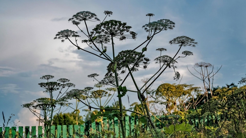 Российские ученые нашли пользу в разрушающем асфальт сорняке
