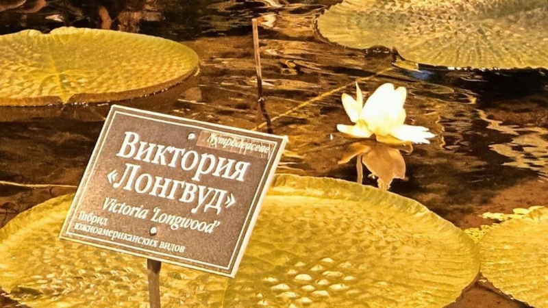 В Крыму выведут новый сорт роз, посвященный Чехову