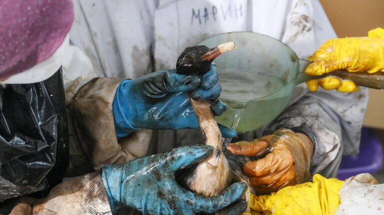 Разлив мазута в Анапе. Какие решения предлагают российские ученые