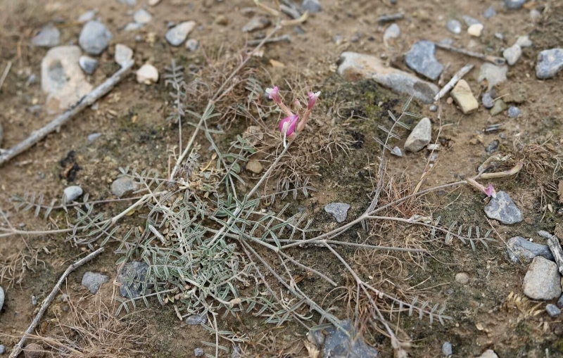 Ученые обнаружили в Евразии три неизвестных ранее вида растений