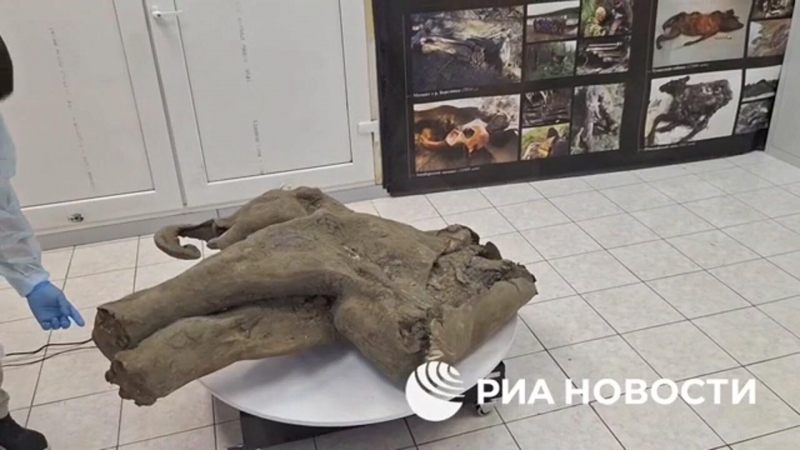 В США вывели новый вид мыши, чтобы возродить мамонтов