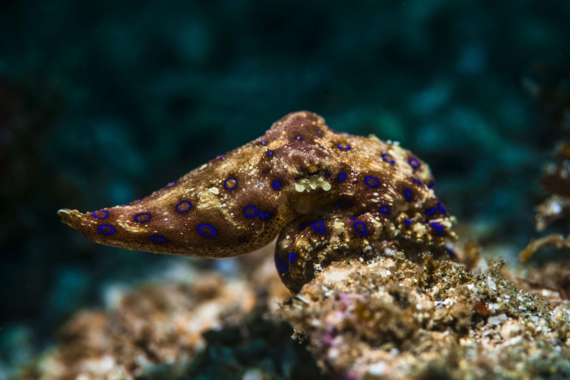 Круче, чем у богомола. Ученые нашли самый необычный способ заняться сексом