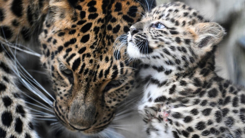 В Приморье ученые впервые проследили родословную двух детенышей леопарда