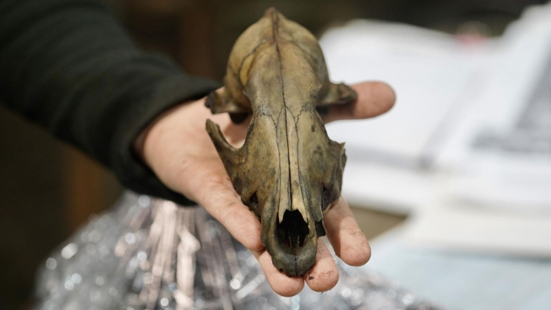 Полторы тысячи древностей. Что нового нашли археологи на Троицком раскопе