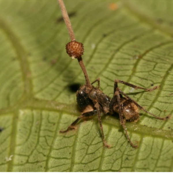 Превращает жертву в зомби: найдена инфекция страшнее вирусов и бактерий
