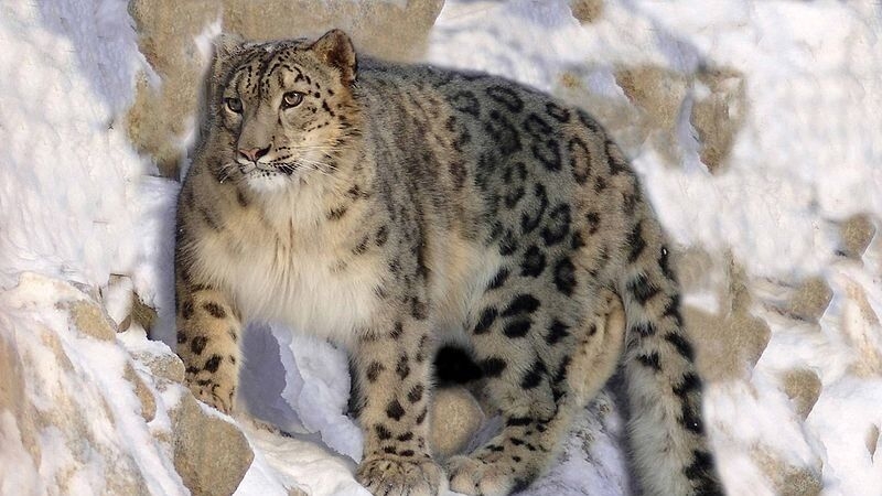 Конференция по снежному барсу завершилась в Казани