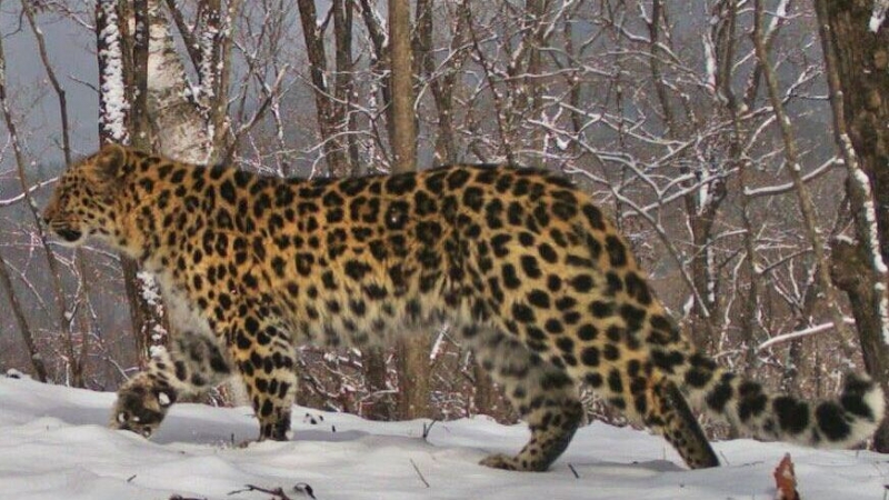 В Приморье ученые впервые проследили родословную двух детенышей леопарда