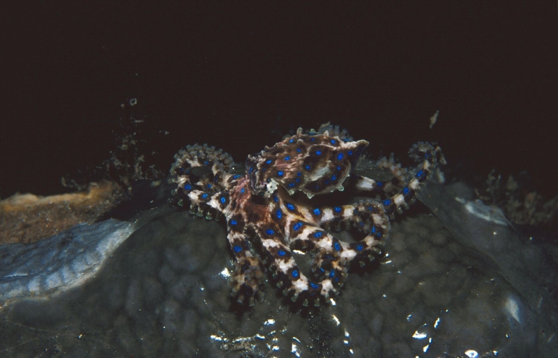 Круче, чем у богомола. Ученые нашли самый необычный способ заняться сексом