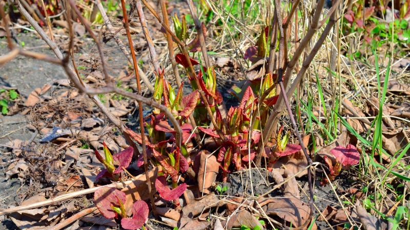 Белгородские ученые помогут предотвратить нашествие улиток-вредителей