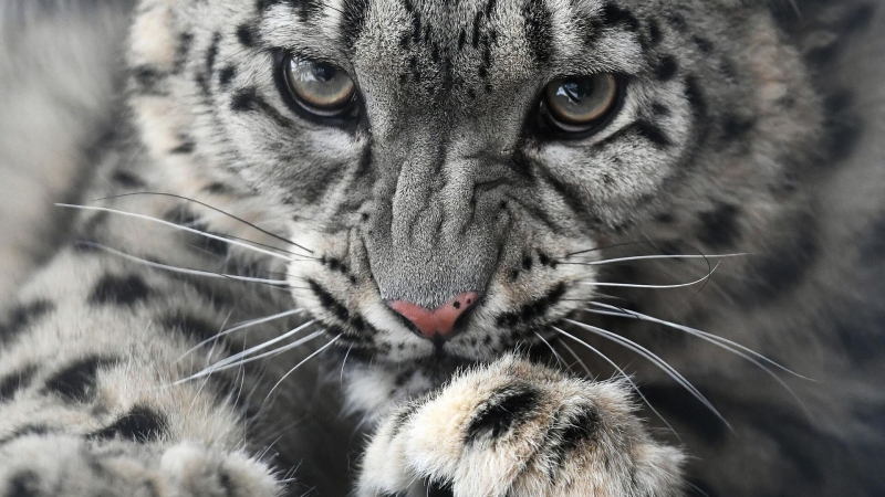 Конференция по снежному барсу завершилась в Казани