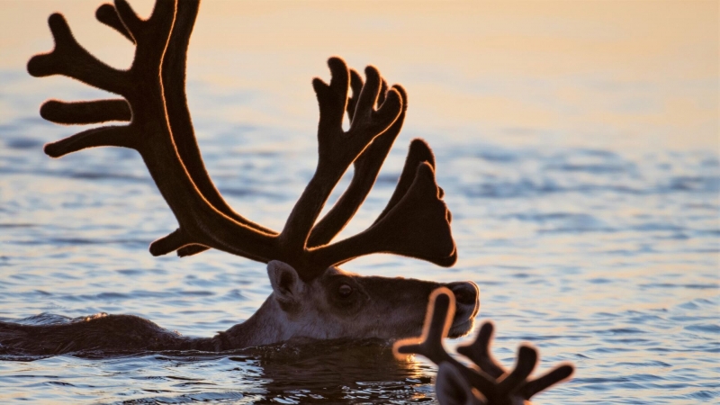 Ученые выяснили, что арктические газоны замедляют глобальное потепление