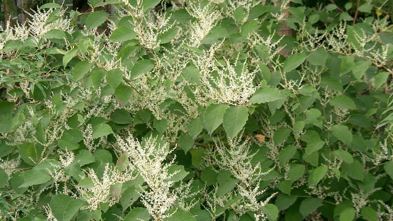 Ученые нашли в России сорняк из Европы, способный разрушать фундамент