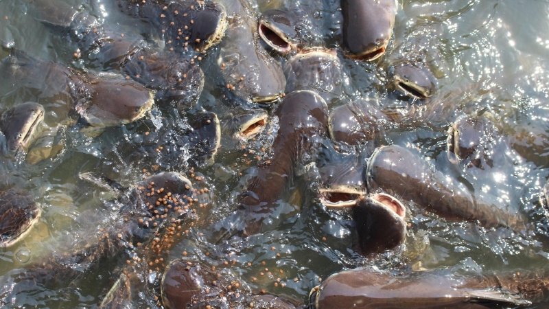 Один в поле воин. На Дону испытали гибридный робот-трактор