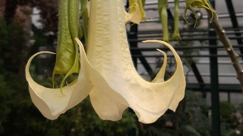 Ученые нашли в России сорняк из Европы, способный разрушать фундамент