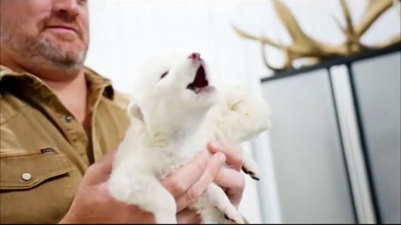 Маск призвал создать домашнего мамонтенка после воскрешения "лютоволков"