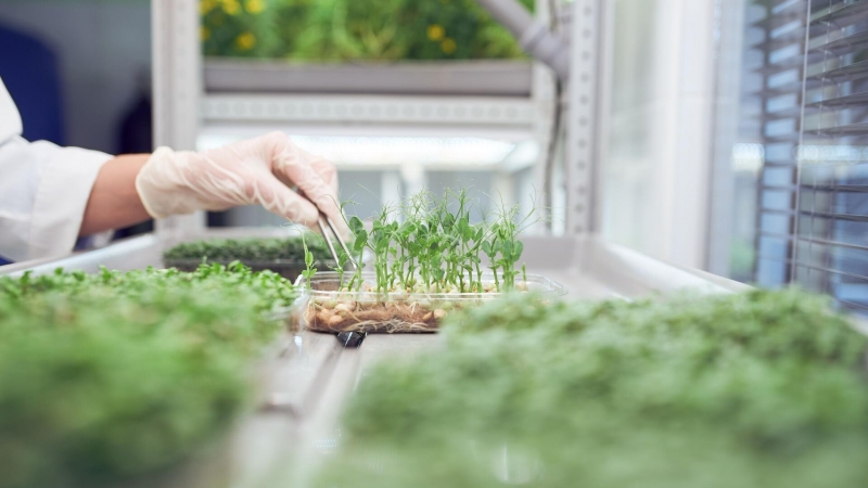 Ставропольские ученые нашли способ обогатить горох медью