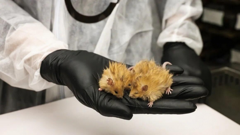 Российские ученые обнаружили новые виды глубоководных моллюсков