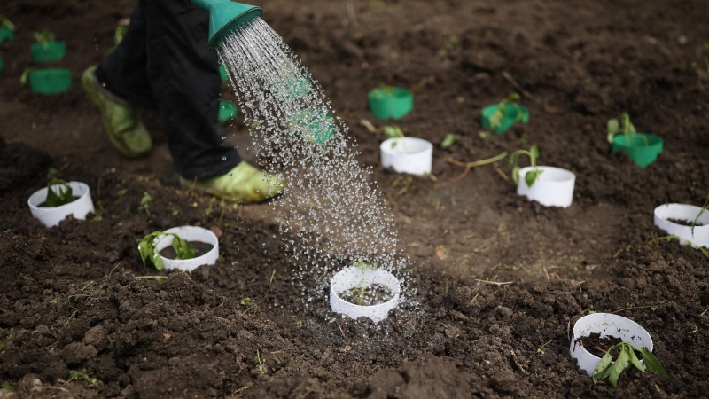 Ученые нашли в России сорняк из Европы, способный разрушать фундамент