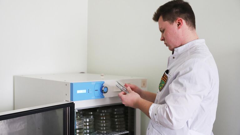 "Съедает" яды. Найдена бактерия, разлагающая фенол