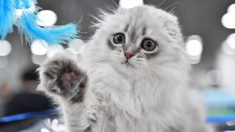 Эксперт рассказала о новом способе мошенничества в мессенджерах