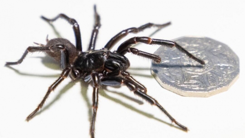 В США воскресили вымерший вид волков, известный по сериалу "Игра престолов"